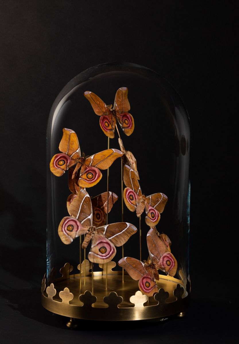 Farfalle Antherina