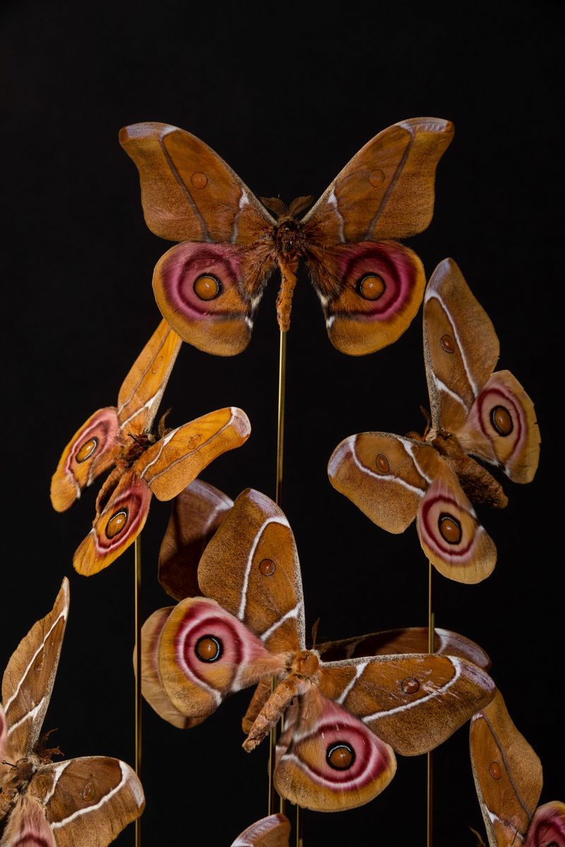 Farfalle Antherina