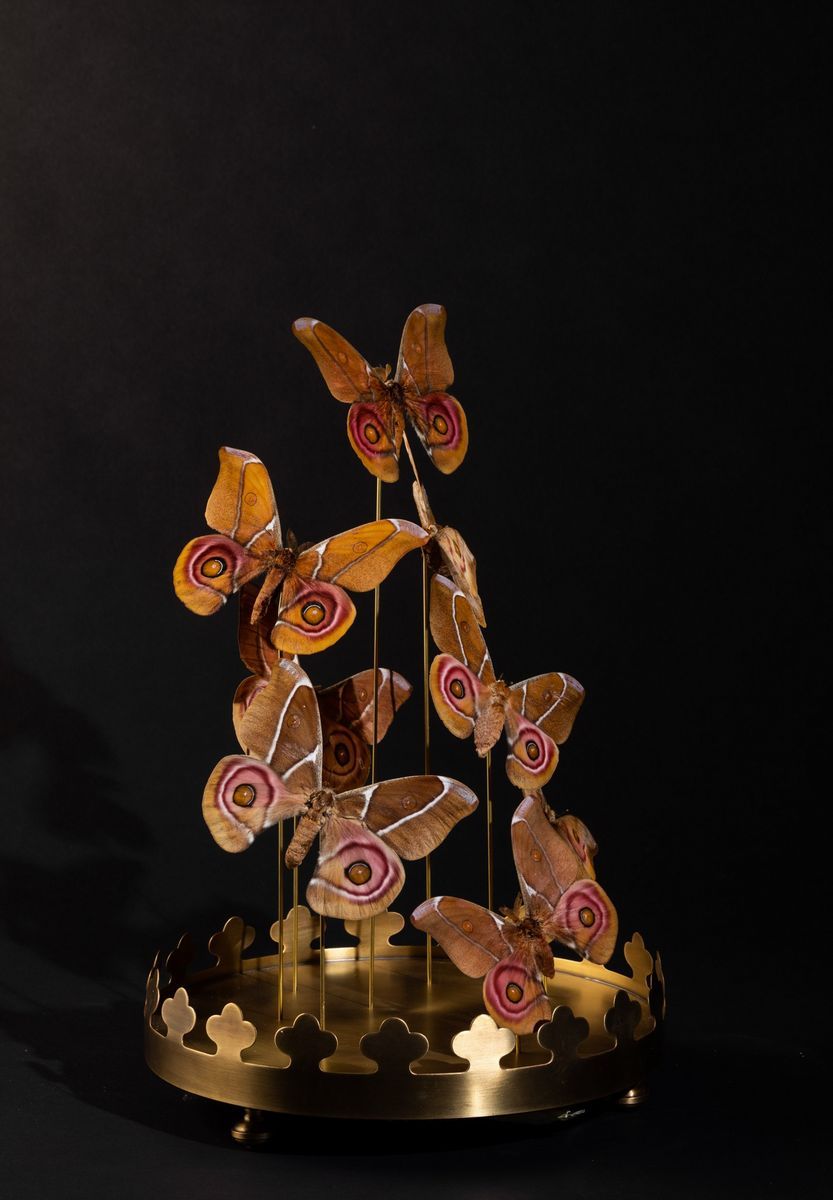 Farfalle Antherina