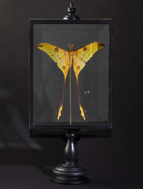 A yellow Argema Mittrei butterfly in a box Comet moth, lepidopter from the Saturniidae family. It can breed in captivity and is one of the largest moths in the world.