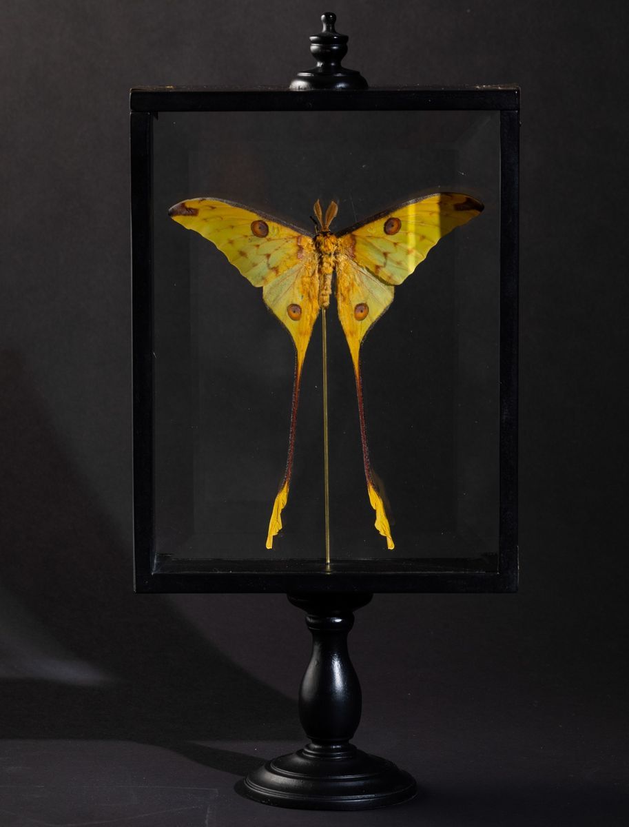 Farfalla Argema Mittrei