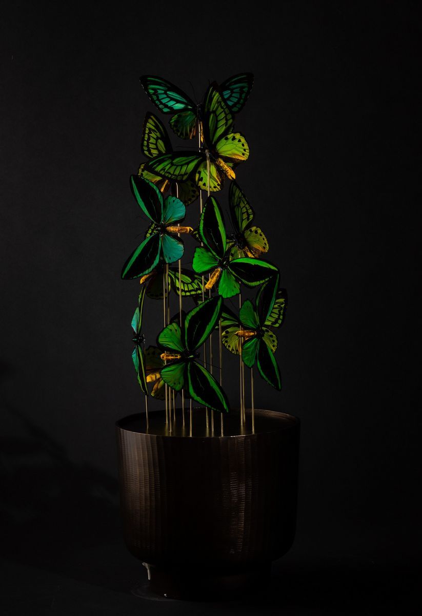 Farfalle Verdi in Globo