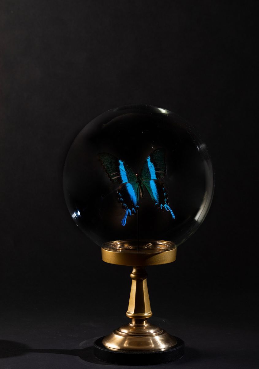 Papilio Blumei