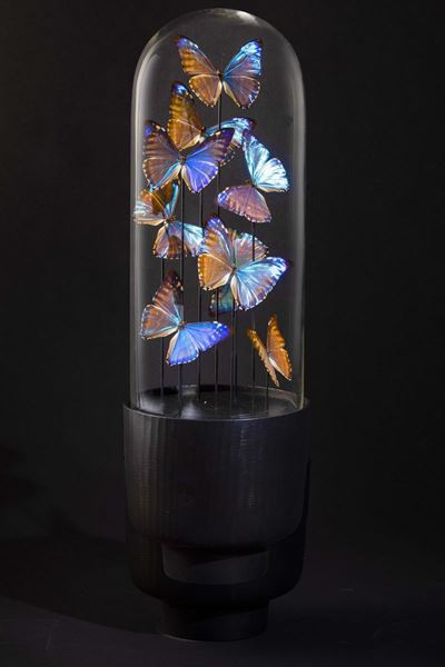 Farfalle Morpho