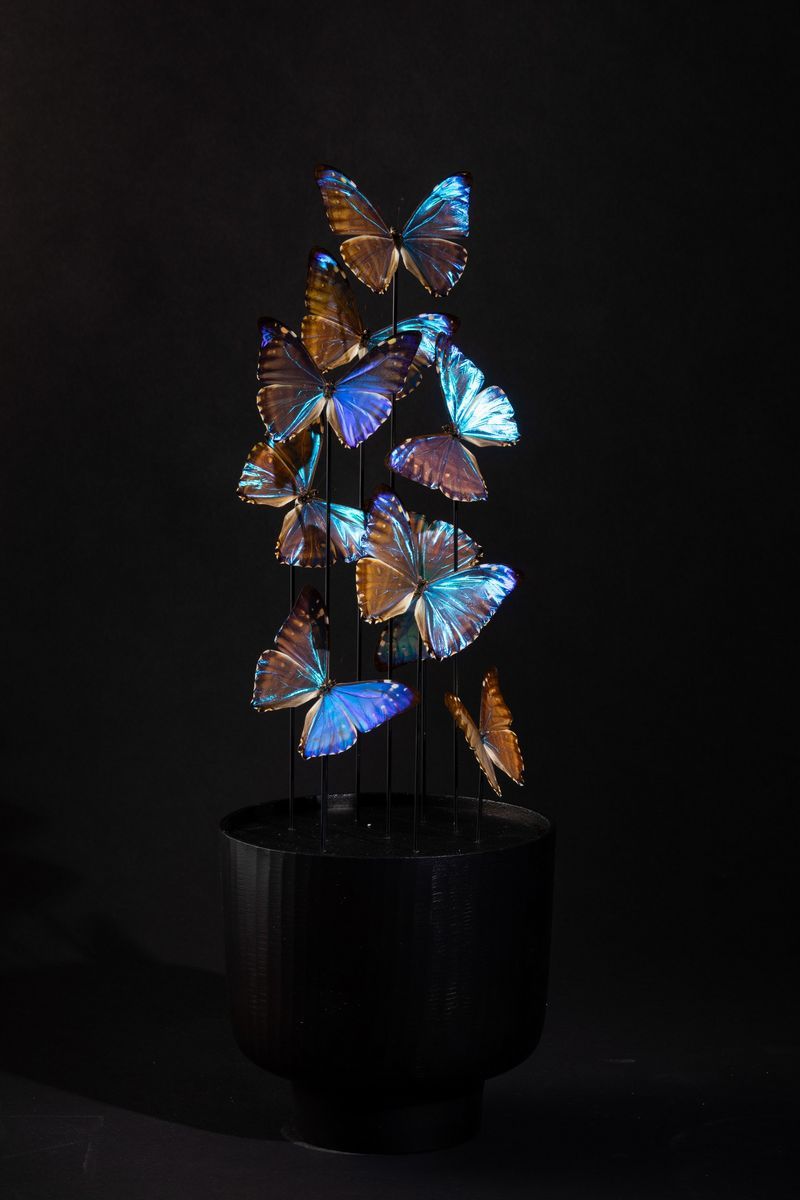 Farfalle Morpho