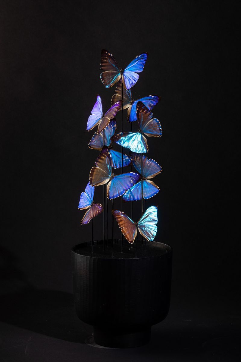 Farfalle Morpho