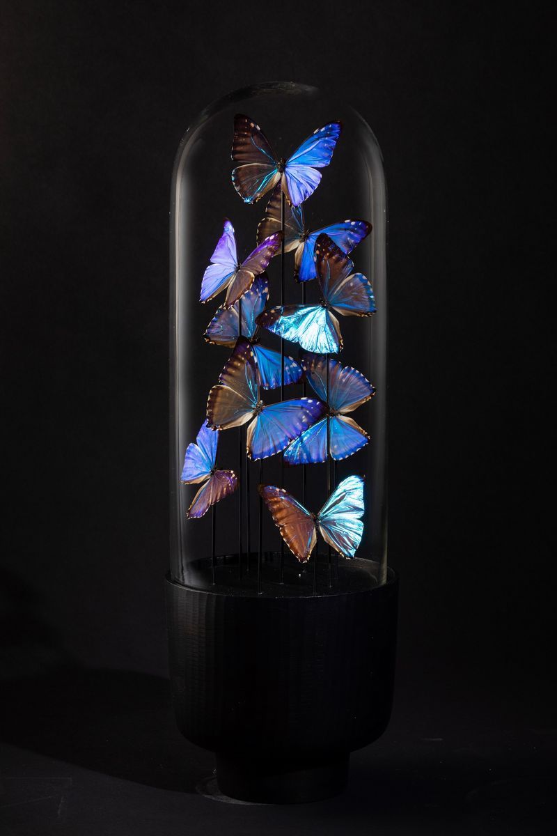 Farfalle Morpho