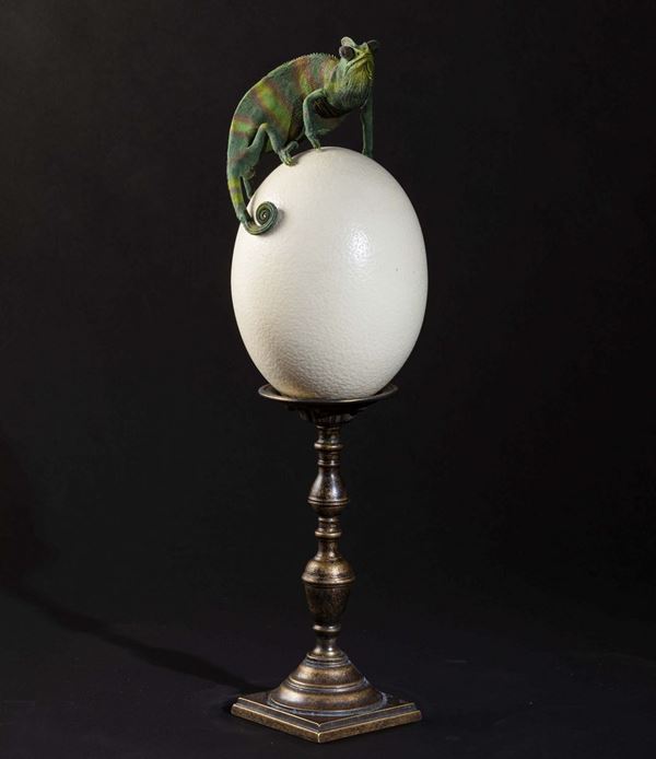 Chameleon on an ostrich egg