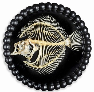 Scheletro di Pesce Rombo