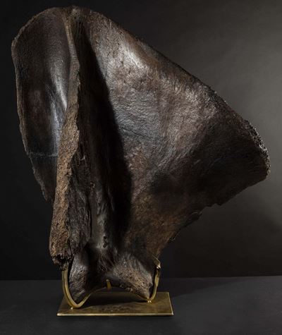 Scapola Lanosa di Mammut.