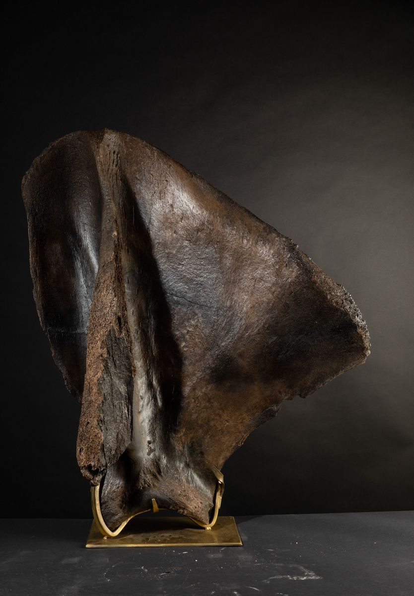 Scapola Lanosa di Mammut.