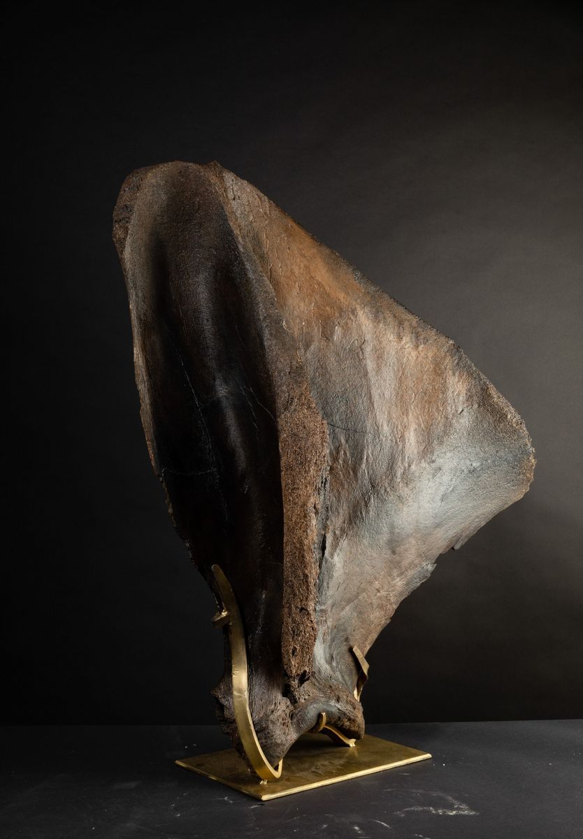 Scapola Lanosa di Mammut.