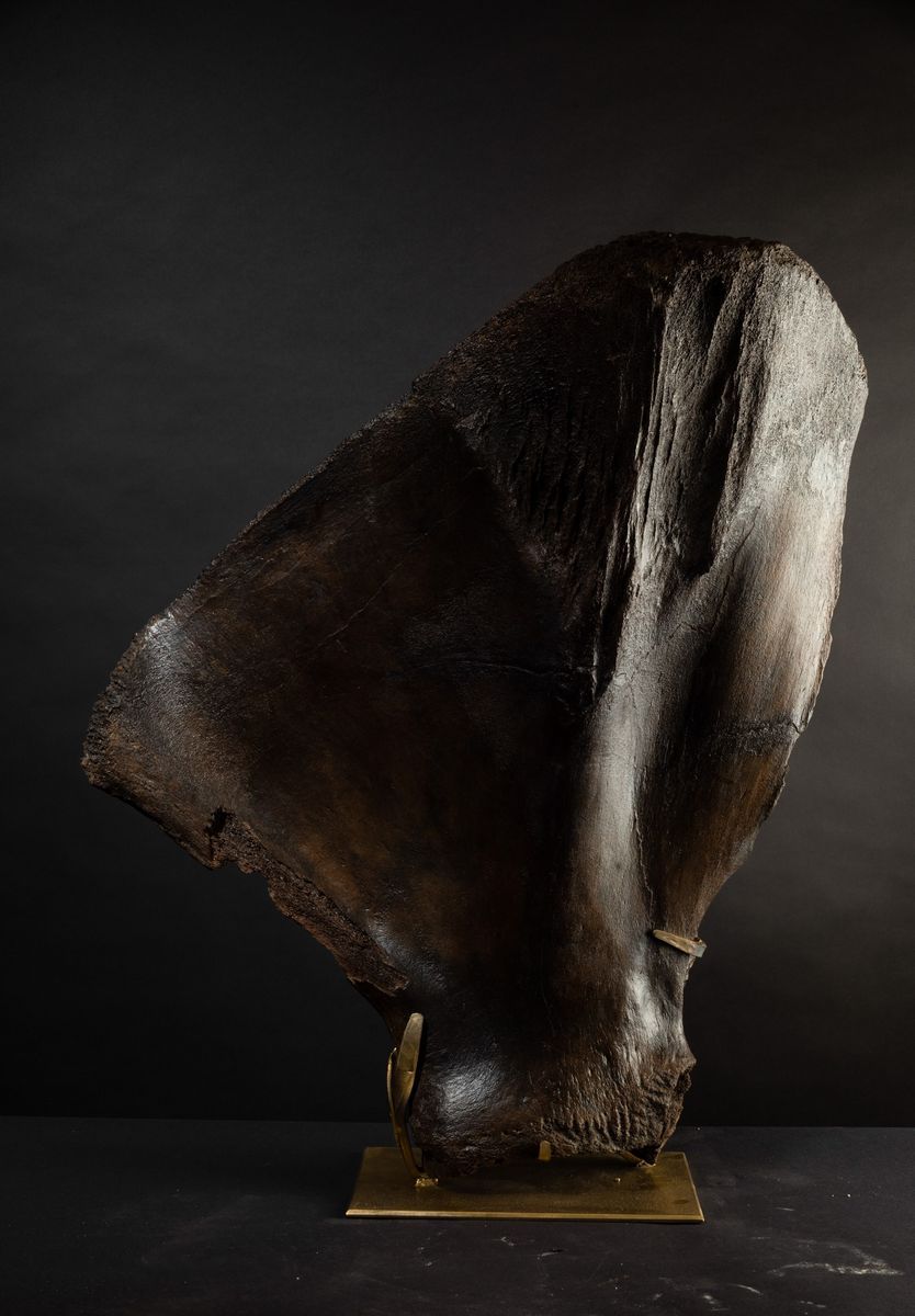 Scapola Lanosa di Mammut.