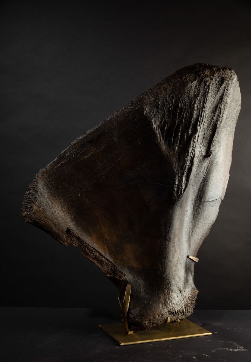 Scapola Lanosa di Mammut.