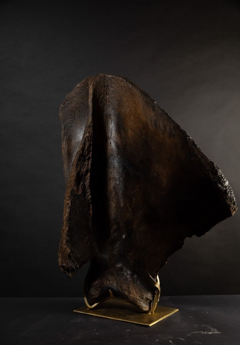 Scapola Lanosa di Mammut.