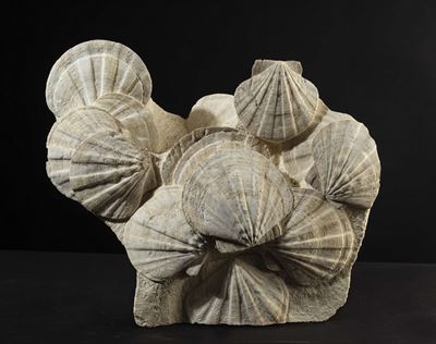Pecten Fossile