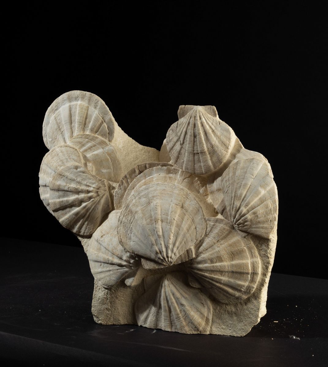 Pecten Fossile