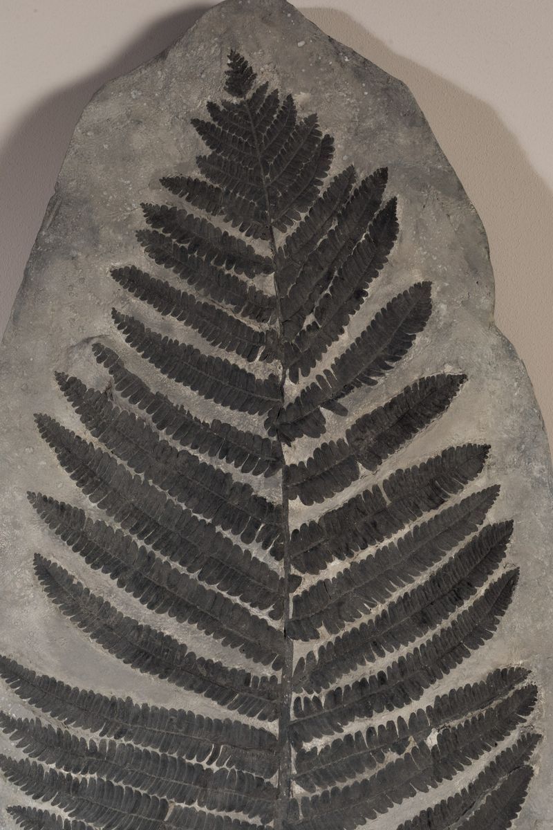 Felce Fossile