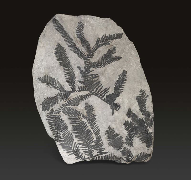Fossile fern  - Auction Mirabilia Naturalia - Cambi Casa d'Aste