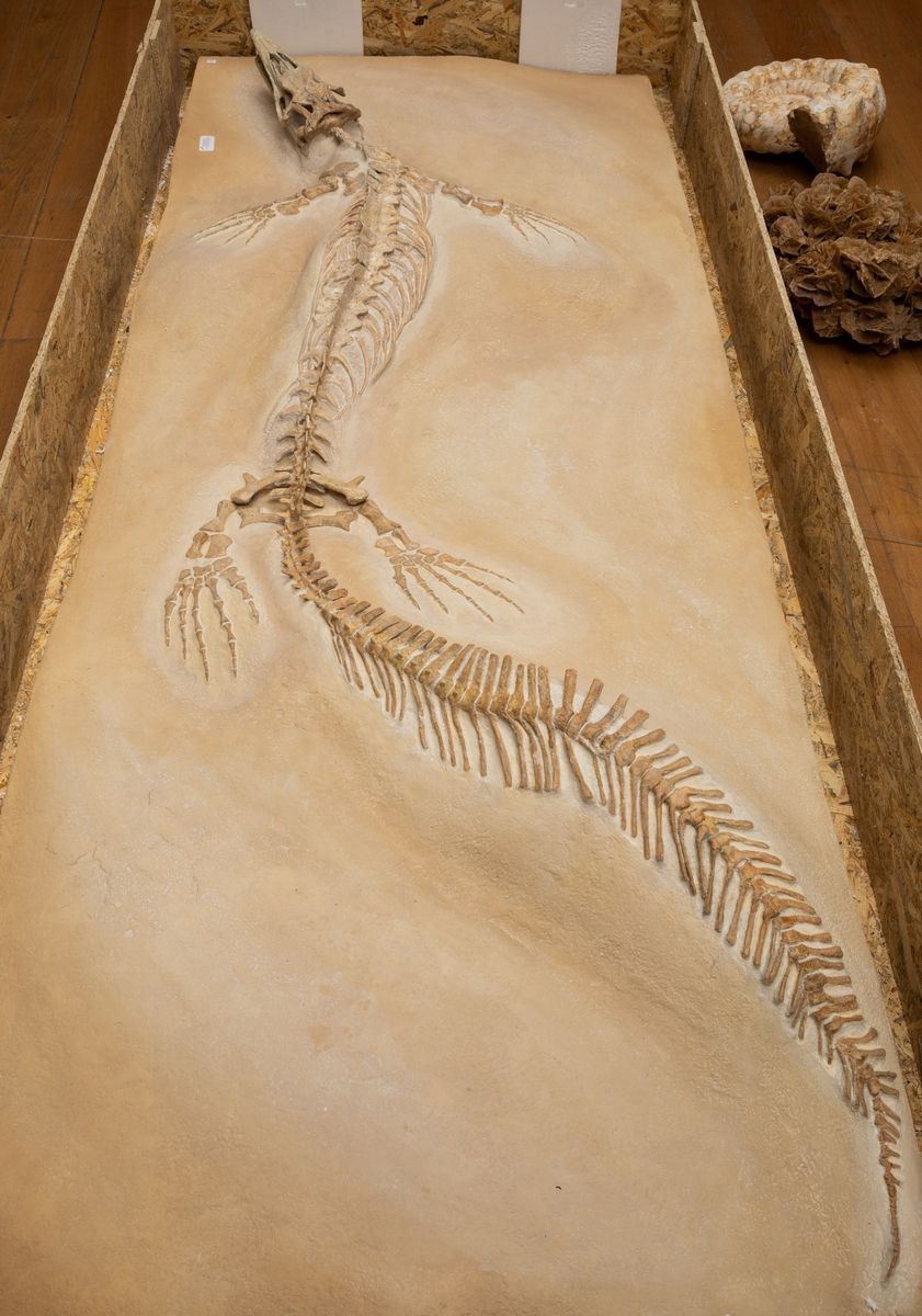 Impressionante Rettile Marino