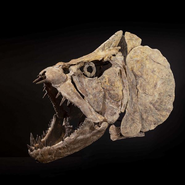 Xiphactinus skull