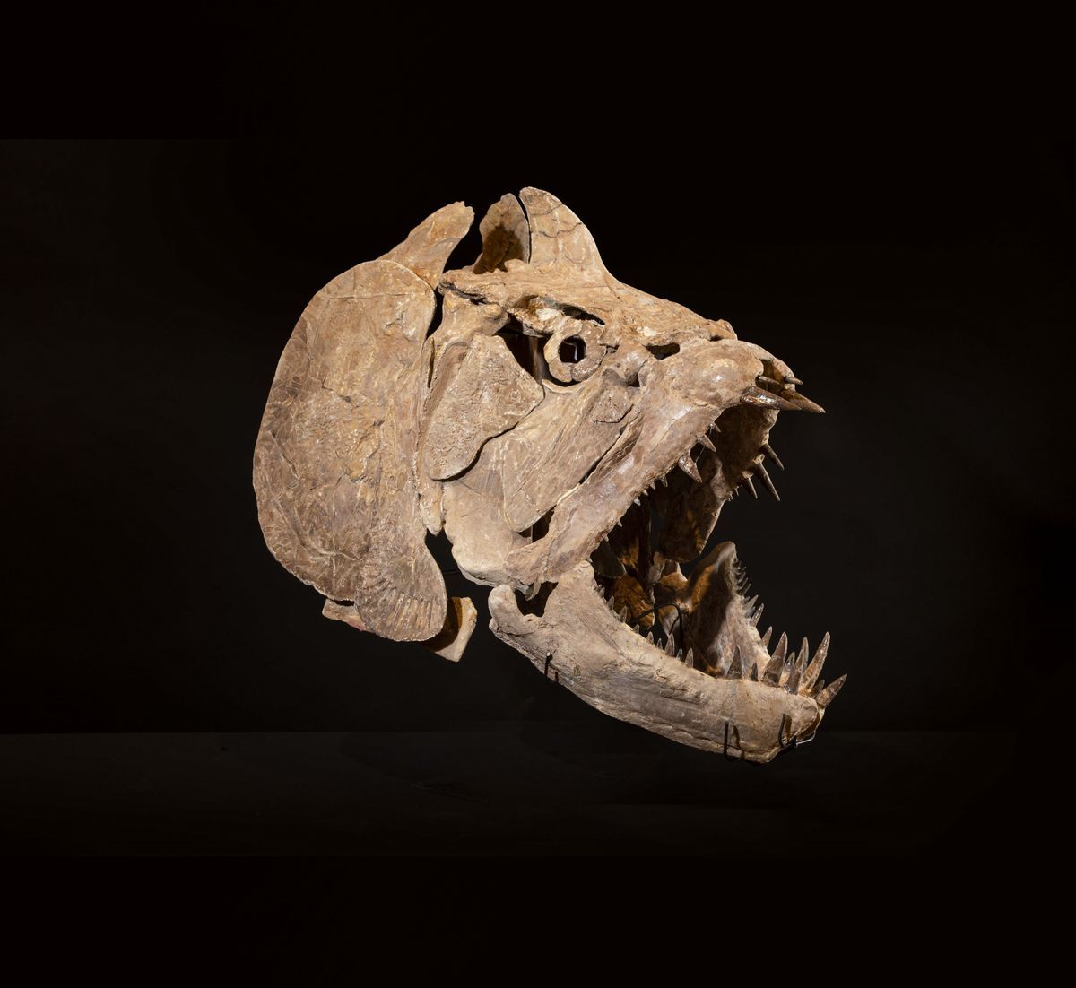 Cranio di Xiphactinus