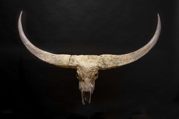 A magnificent fossile bovine trophy.