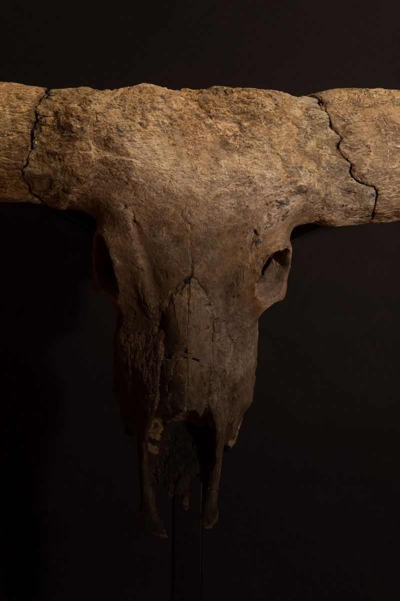 Magnifico Trofeo Fossile Bovino.