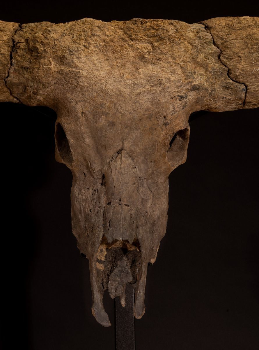 Magnifico Trofeo Fossile Bovino.