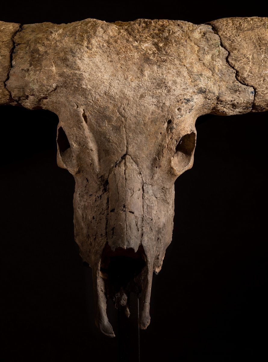 Magnifico Trofeo Fossile Bovino.