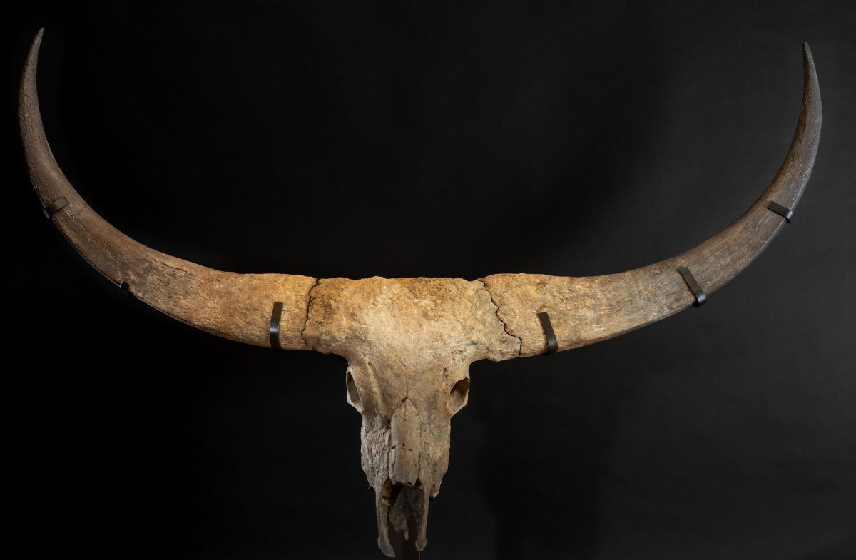 Magnifico Trofeo Fossile Bovino.