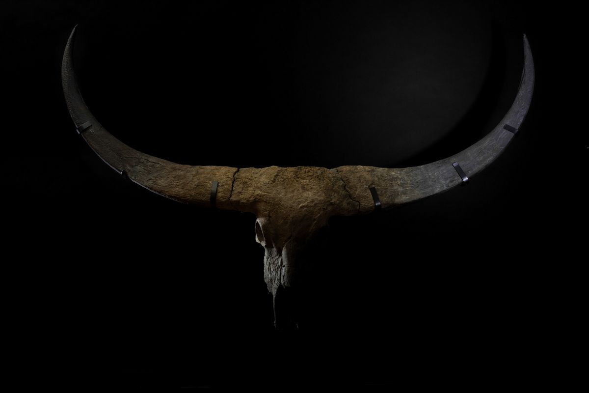 Magnifico Trofeo Fossile Bovino.