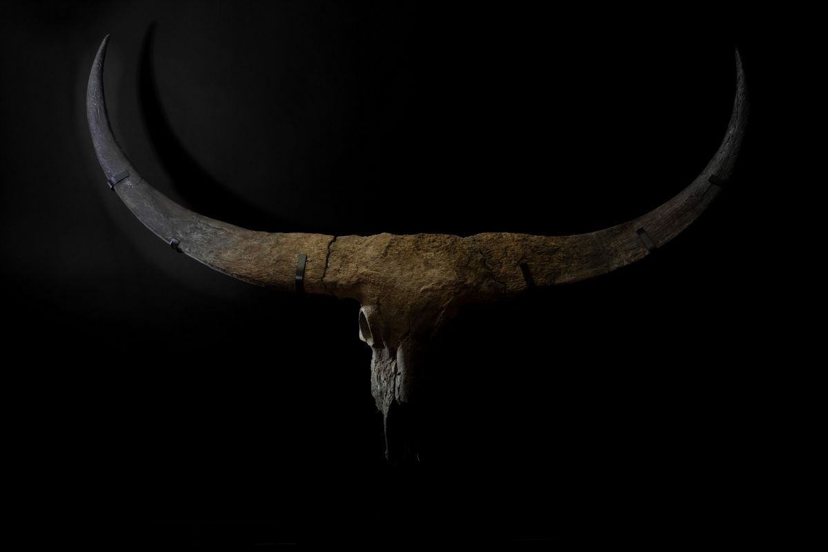 Magnifico Trofeo Fossile Bovino.