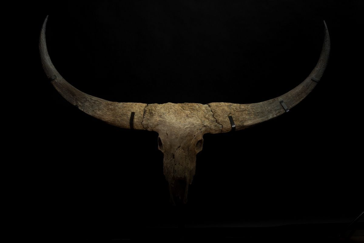 Magnifico Trofeo Fossile Bovino.