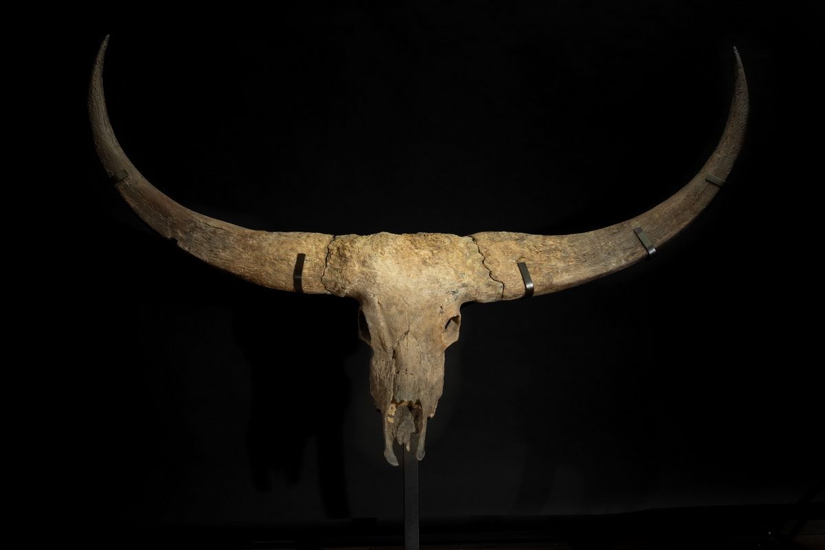 Magnifico Trofeo Fossile Bovino.