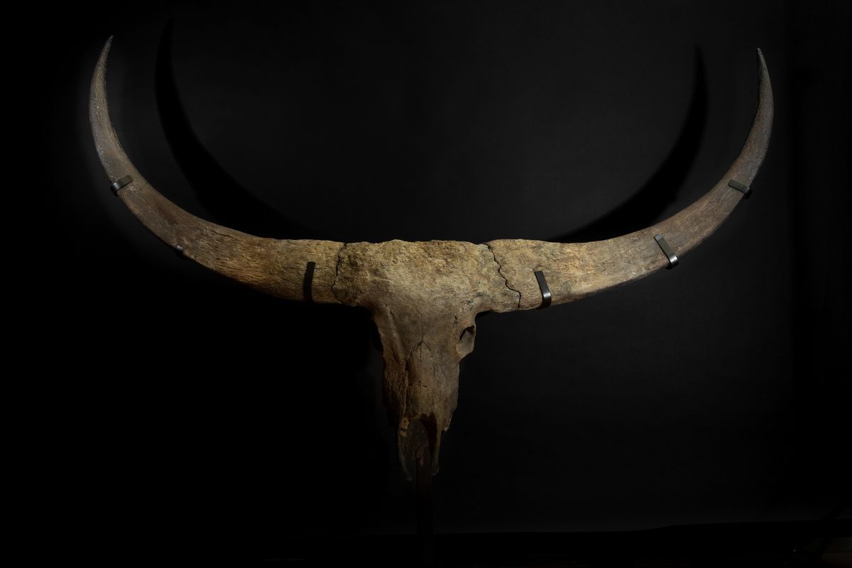 Magnifico Trofeo Fossile Bovino.
