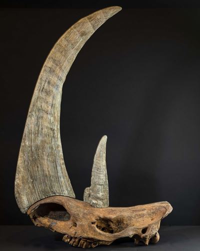 Cranio di Rinoceronte Preistorico