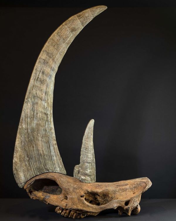 A prehistoric rhinoceros skull