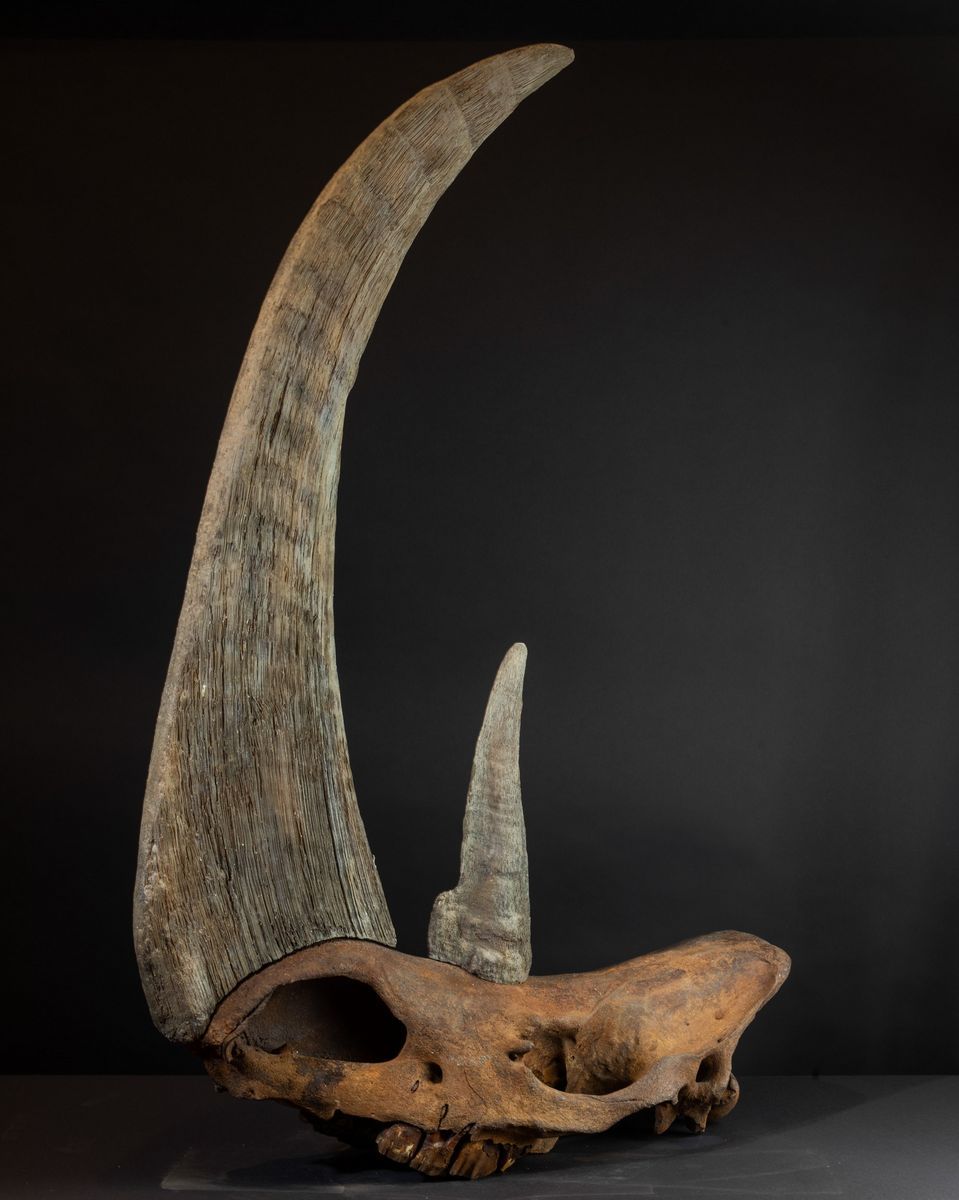 Cranio di Rinoceronte Preistorico