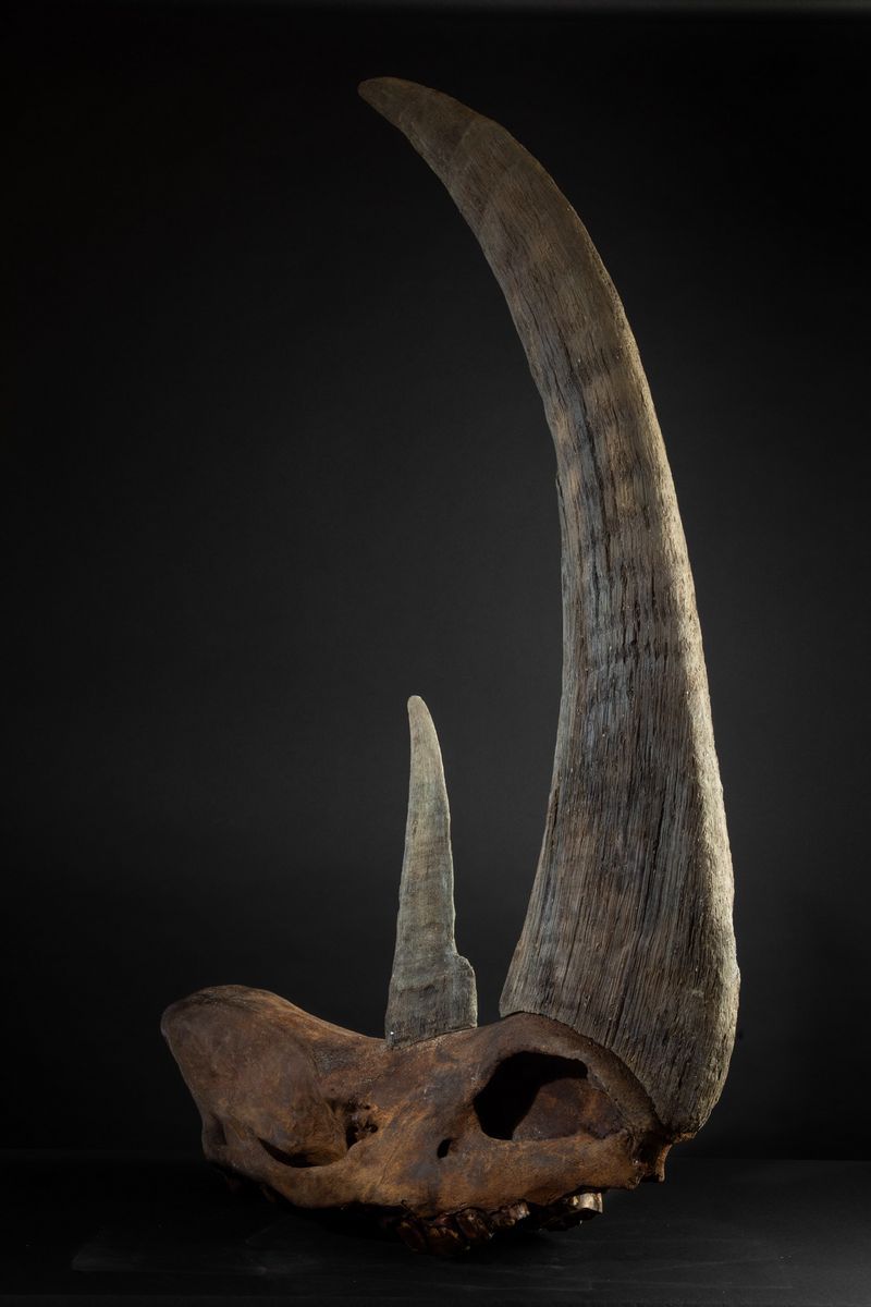 Cranio di Rinoceronte Preistorico