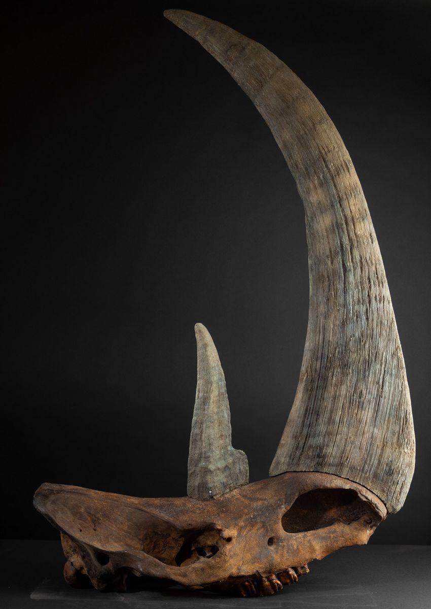 Cranio di Rinoceronte Preistorico