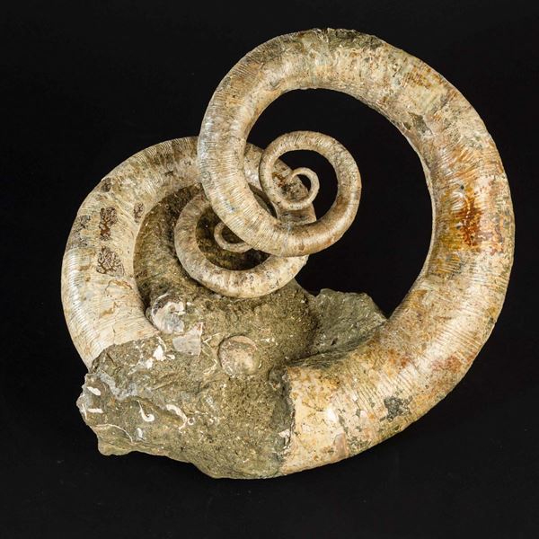 Rare ammonites