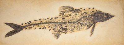 Raro Esemplare di Cimolichthys Sp.