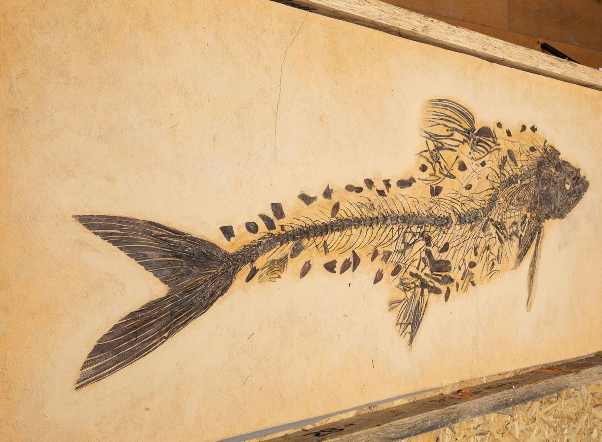 Raro Esemplare di Cimolichthys Sp.