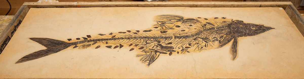Raro Esemplare di Cimolichthys Sp.