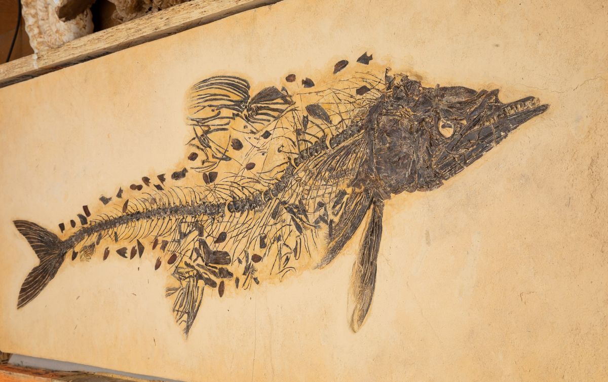 Raro Esemplare di Cimolichthys Sp.