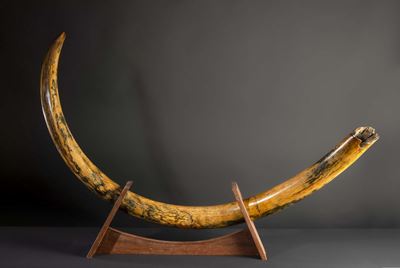 Zanna di Mammut