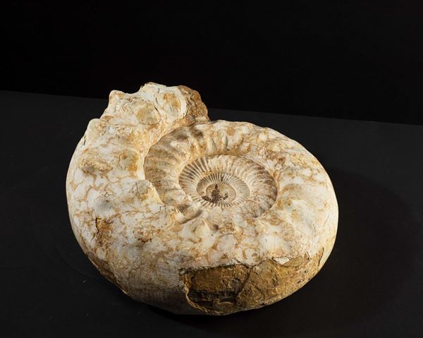 A white ammonite