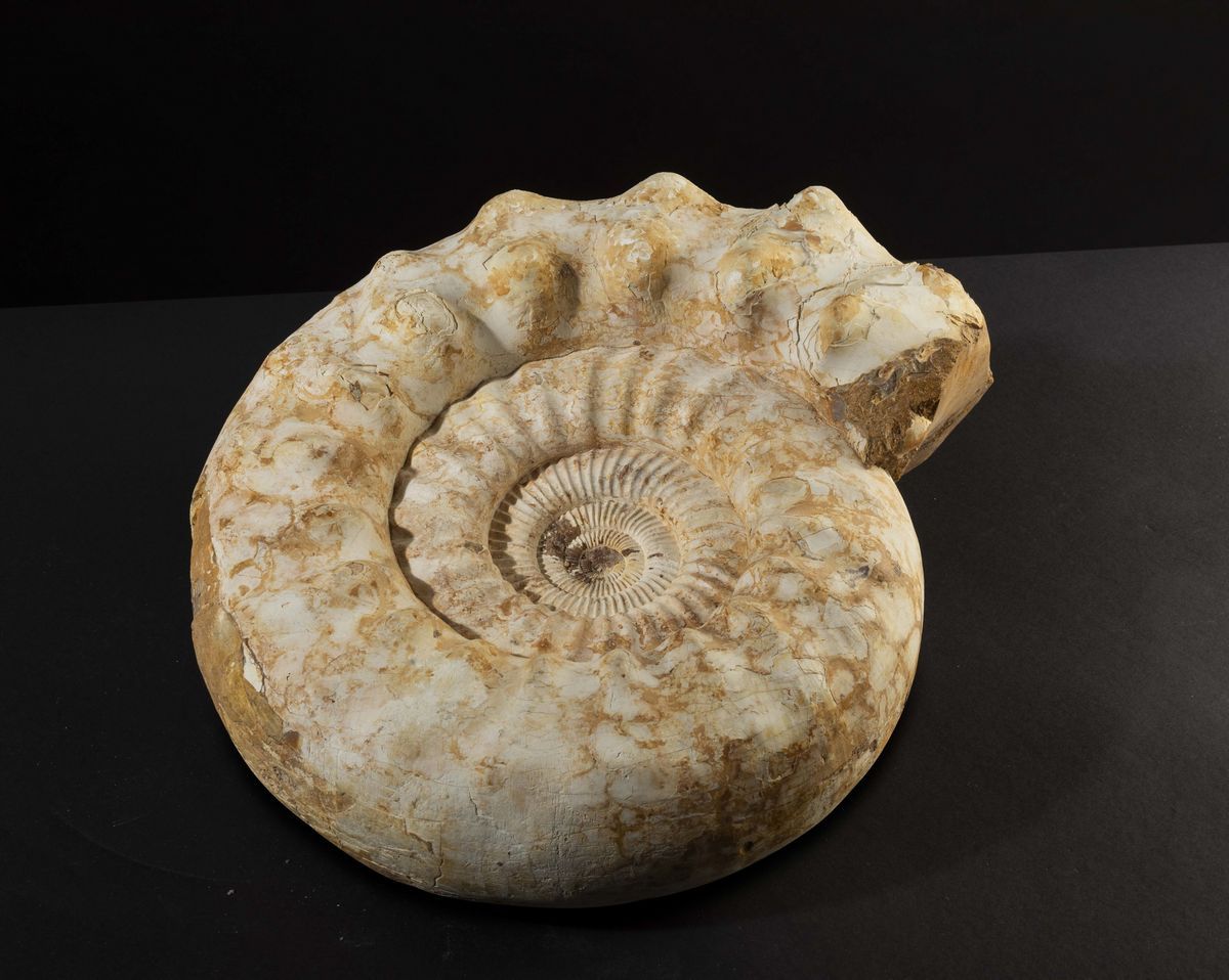 Bella Ammonite Bianca