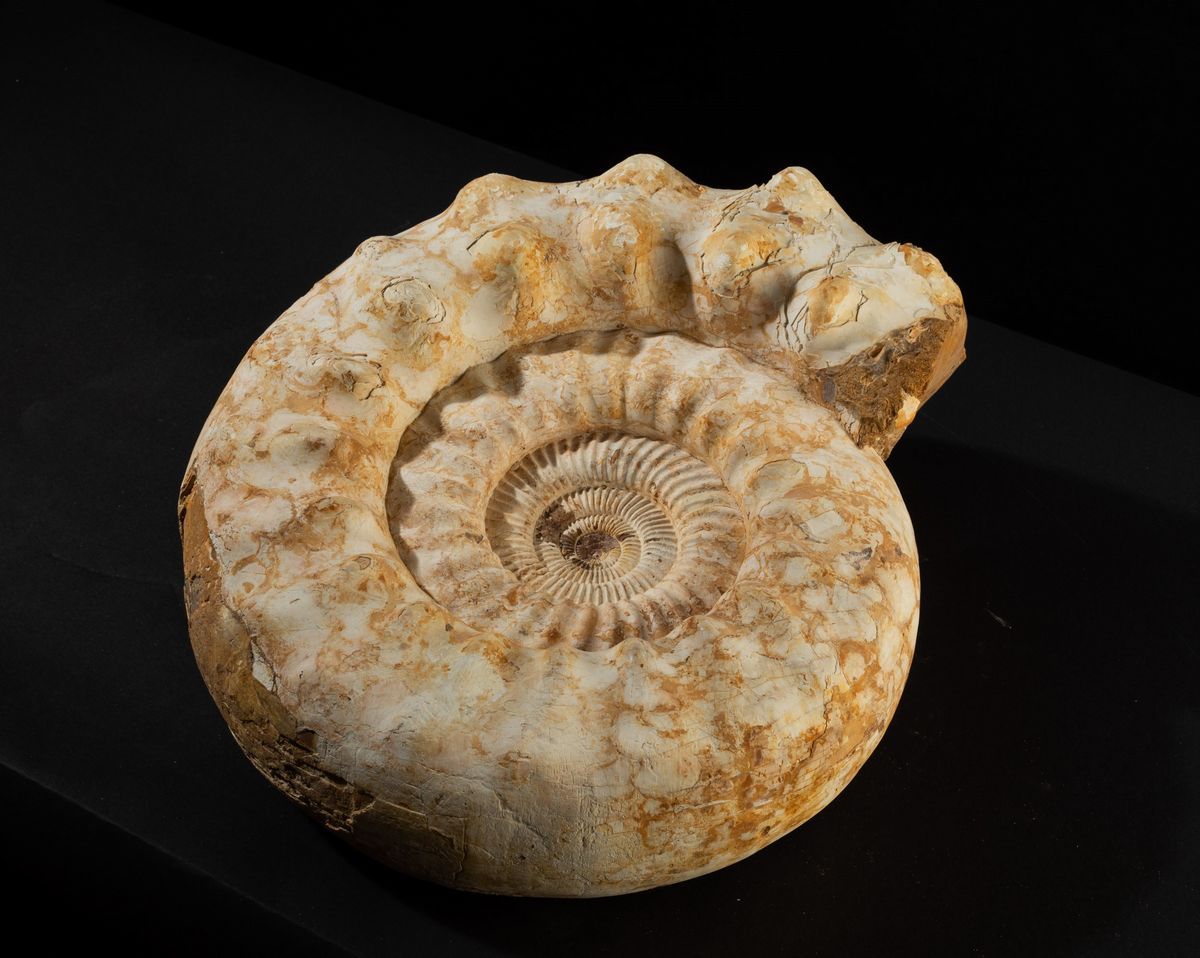 Bella Ammonite Bianca